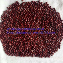 Top Quality New Crop Azuki Bean